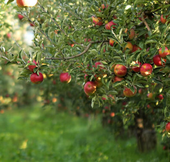 Apple & Stone Fruit Orchards