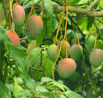 Mango Orchard